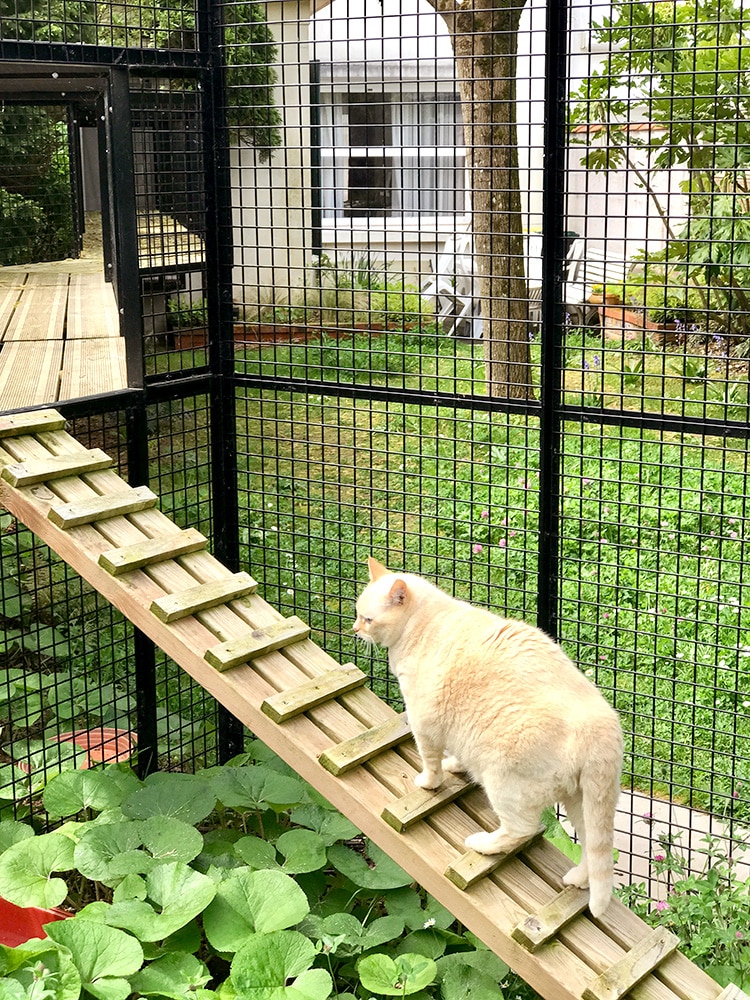 jardin pour chats à Royan