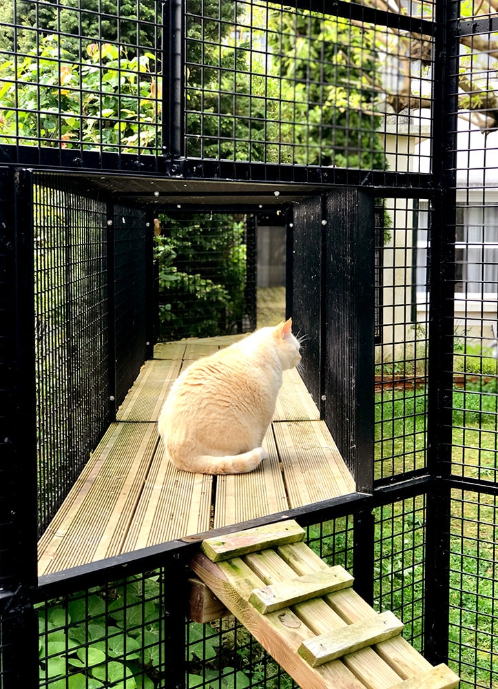 jardin pour chats à Royan