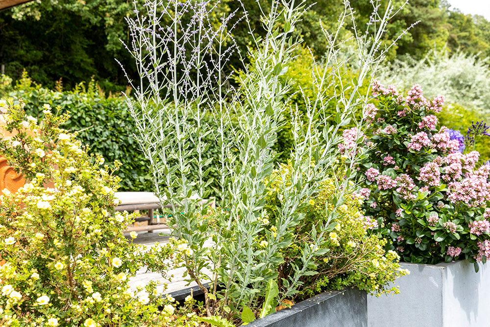 Détails fleuris de la terrasse