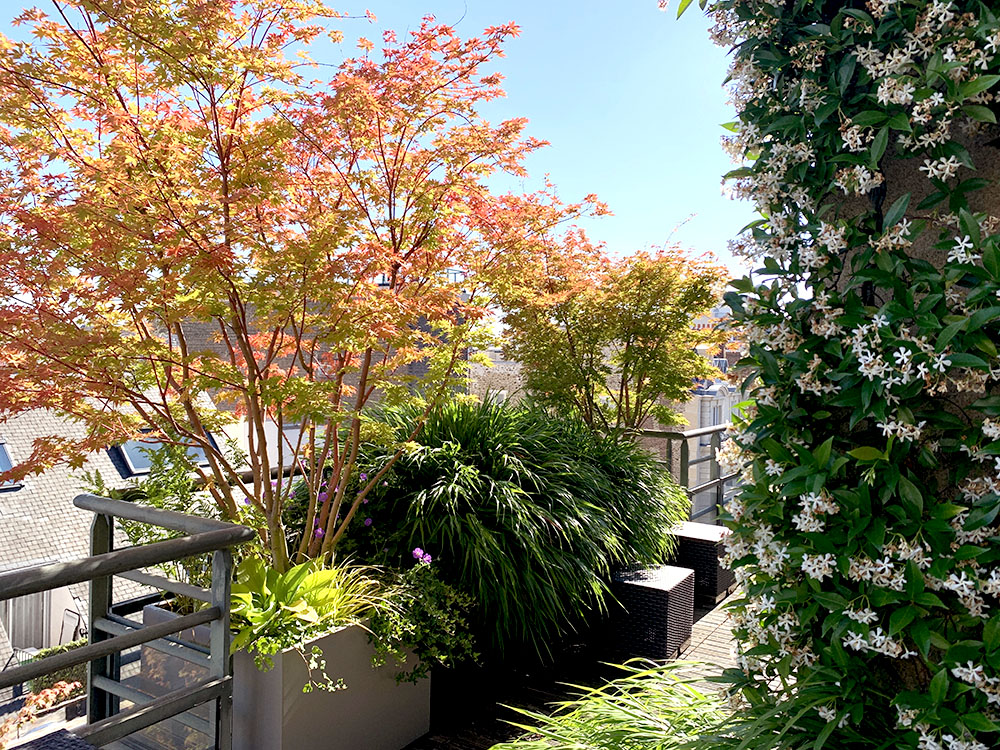 acer palmatum orange et trachelospremum jasminoides en fleurs