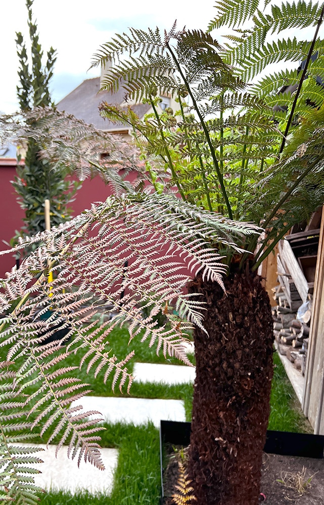 la fougère arborescente est une pièce majeure