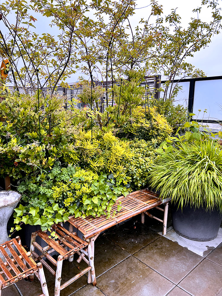 Exubérance végétale - terrasse de 100 m2 avec arche et pergola - Fontenay sous Bois