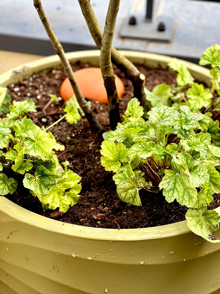 Erell et Rozanne Mini terrasse bacs, plantes et Ollas